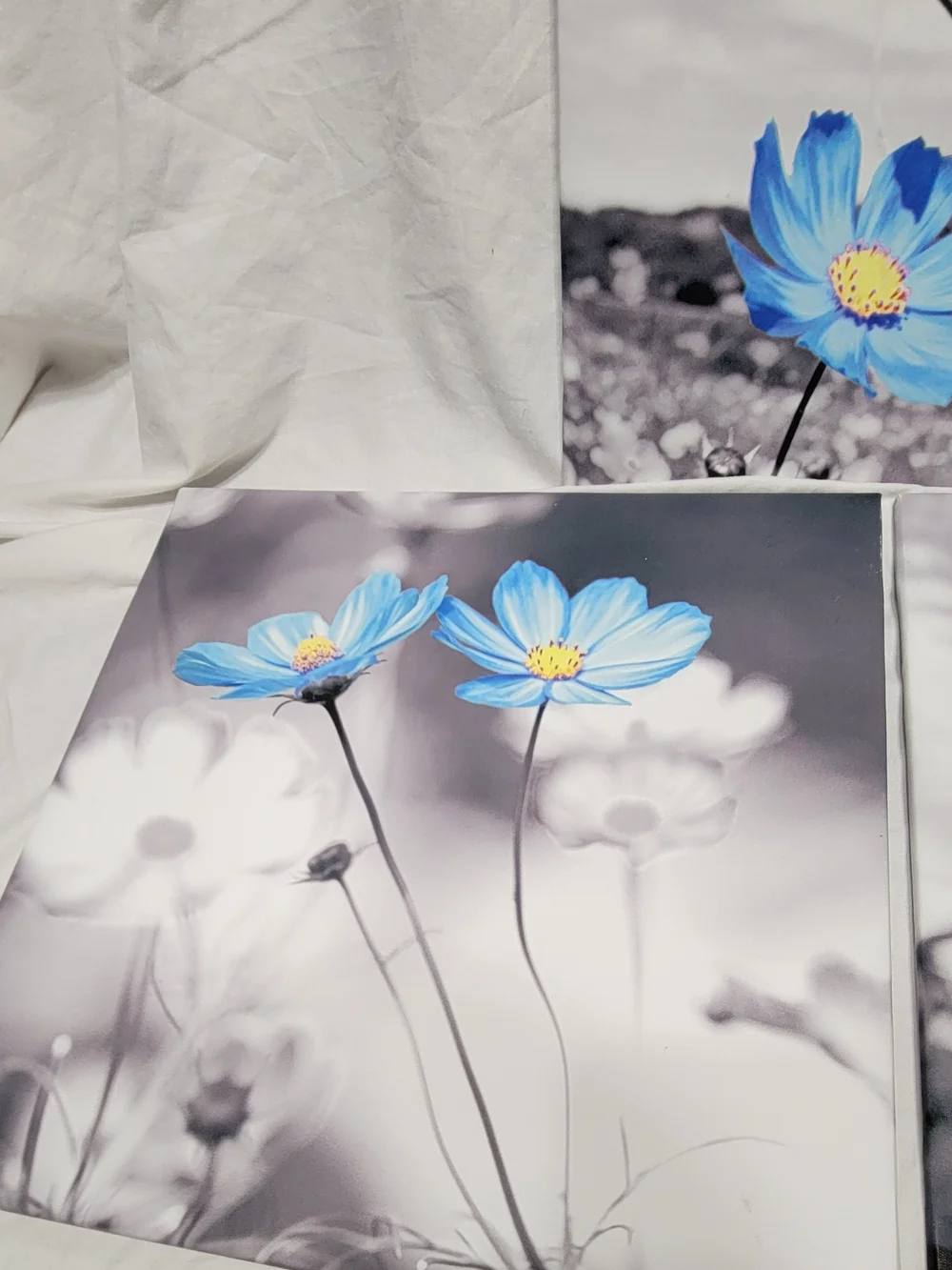 Blue Flower Canvas Print 3 Piece Set, Black/White Background, Ready to Hang